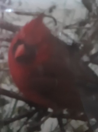Backyard Cardinals